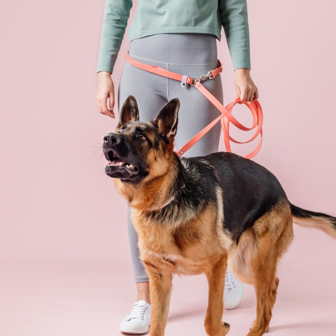 Biothane hands clearance free leash